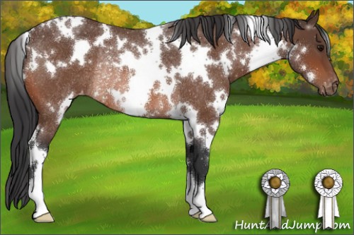 Horse Color:White Spotted Bay Roan Appaloosa Rabicano
