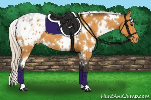 Horse Color:White Spotted Silver Buckskin Appaloosa 