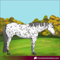 Horse Color:Black Appaloosa