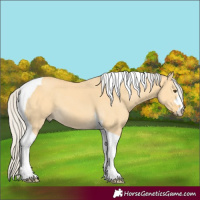 Horse Color:Silver Buckskin Dun Tobiano 