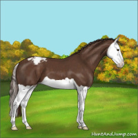 Horse Color:Liver Chestnut Splash Appaloosa 