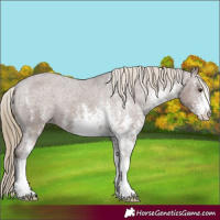 Horse Color:White Spotted Liver Chestnut Varnish