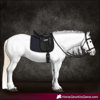 Horse Color:Chestnut Tobiano Appaloosa 