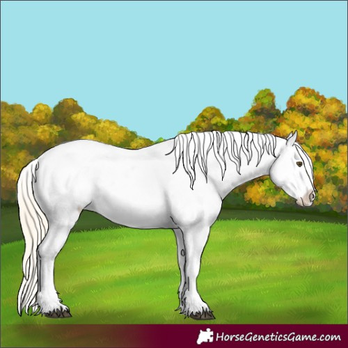 Horse Color:White Spotted Palomino Dun Varnish 
