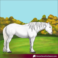 Horse Color:White Spotted Palomino Dun Varnish