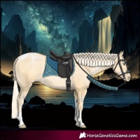 Horse Color:Palomino Pearl Tobiano Rabicano