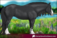 Horse Color:Black 