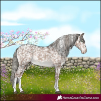Horse Color:White Spotted Liver Red Dun Mushroom Appaloosa Rabicano Brindle 