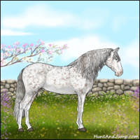 Horse Color:White Spotted Liver Red Dun Mushroom Appaloosa Rabicano Brindle 