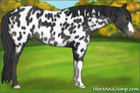 Horse Color:Black Near Leopard 
