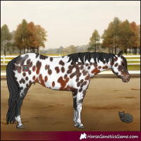 Horse Color:Brown Tobiano Appaloosa 