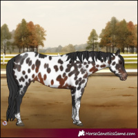 Horse Color:Brown Tobiano Near Leopard 