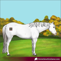 Horse Color:Liver Red Dun Tobiano Appaloosa 