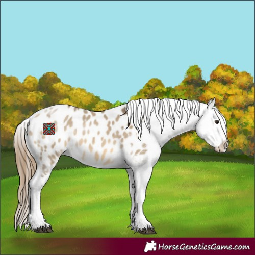 Horse Color:Buckskin Dun Sabino Tobiano Appaloosa 