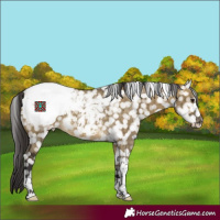 Horse Color:Buckskin Dun Sabino Tobiano Appaloosa Brindle 