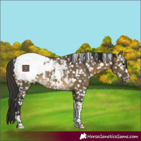 Horse Color:Buckskin Dun Sabino Tobiano Appaloosa Brindle 