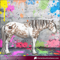 Horse Color:White Spotted Liver Red Dun Splash Tobiano Appaloosa Rabicano 