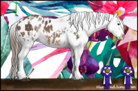 Horse Color:White Spotted Brown Dun Splash Appaloosa 