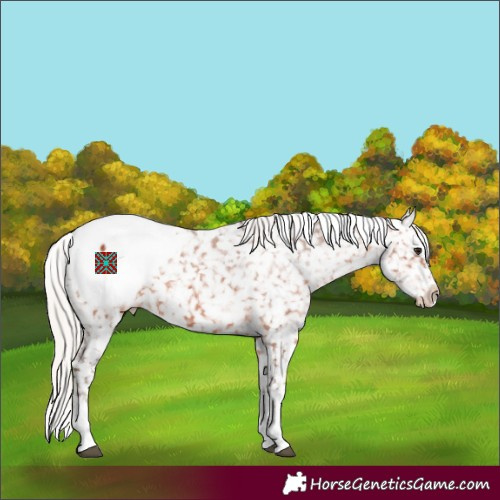Horse Color:White Spotted Silver Bay Appaloosa 