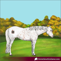 Horse Color:White Spotted Silver Bay Appaloosa 