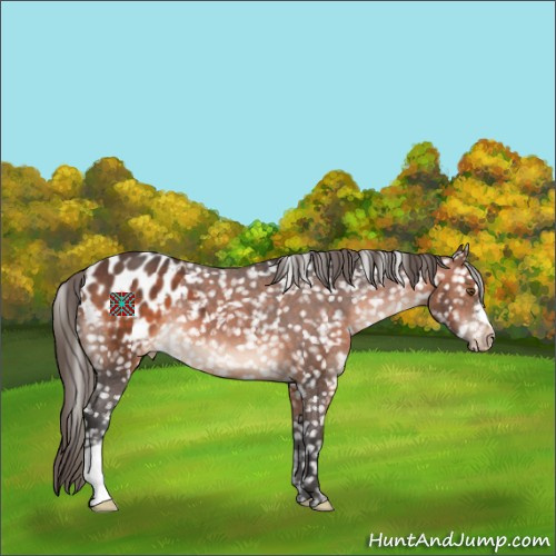 Horse Color:Brown Appaloosa 