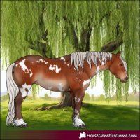 Horse Color:White Spotted Silver Bay 