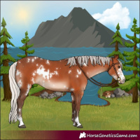 Horse Color:White Spotted Silver Brown Sabino 