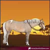 Horse Color:Silver Buckskin Appaloosa 
