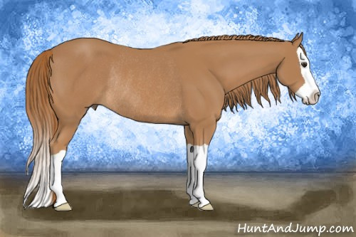 Horse Color:Chestnut Splash Rabicano