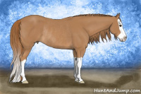 Horse Color:Chestnut Splash Rabicano 