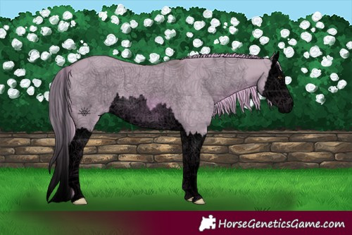 Horse Color:Void Watercolor Red Dun Splash 