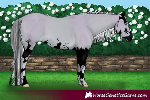 Horse Color:Void Watercolor Palomino Splash 