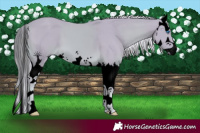 Horse Color:Void Watercolor Palomino Splash 