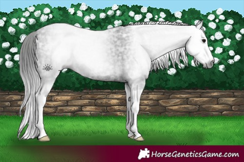 Horse Color:Gray Black Ice Splash 