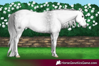 Horse Color:Gray Black Ice Splash 