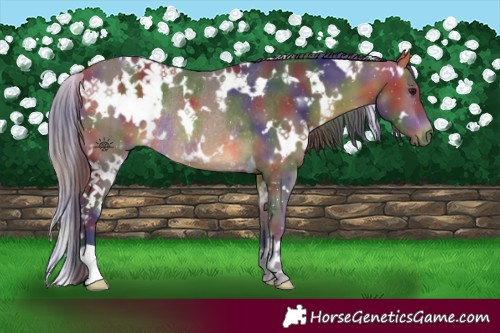 Horse Color:Nacre White Spotted Buckskin Rabicano 