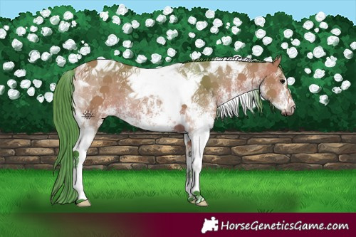 Horse Color:Watercolor White Spotted Bay Tobiano