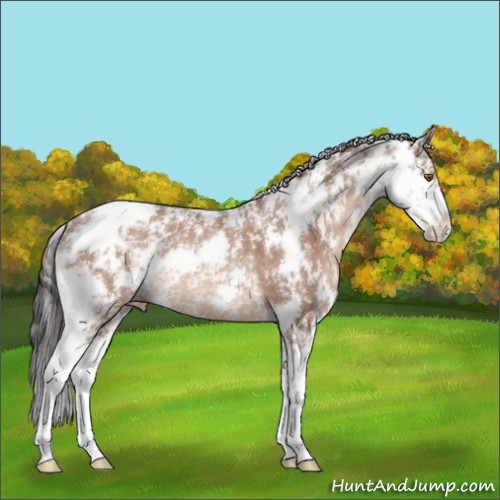 Horse Color:Sable Champagne Sabino Appaloosa Rabicano 