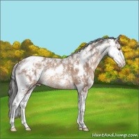 Horse Color:Sable Champagne Sabino Appaloosa Rabicano