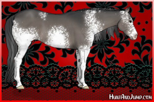 Horse Color:White Spotted Black 