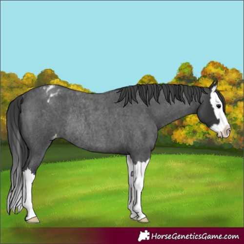 Horse Color:Blue Roan Splash Appaloosa Rabicano 