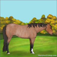 Horse Color:Bay Roan Rabicano 