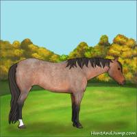 Horse Color:Bay Roan Rabicano 