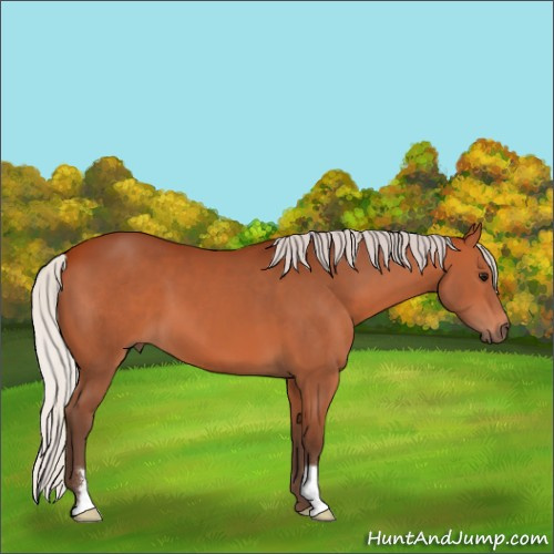 Horse Color:Silver Bay 