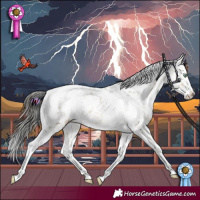 Horse Color:Buckskin Dun Mushroom Splash Tobiano Appaloosa 