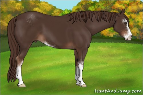 Horse Color:Liver Chestnut Sabino