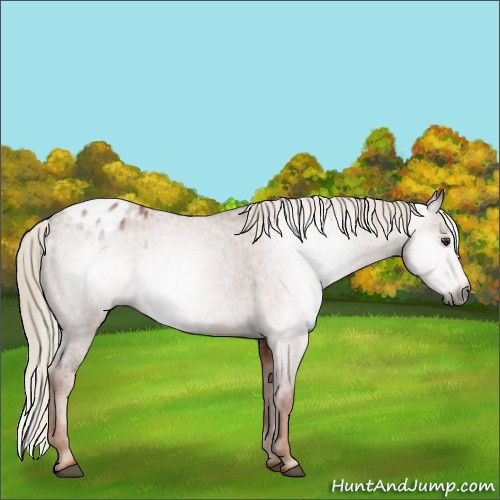 Horse Color:Gray Chestnut Appaloosa 