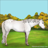 Horse Color:Gray Chestnut Appaloosa 