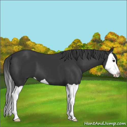 Horse Color:Black Splash 