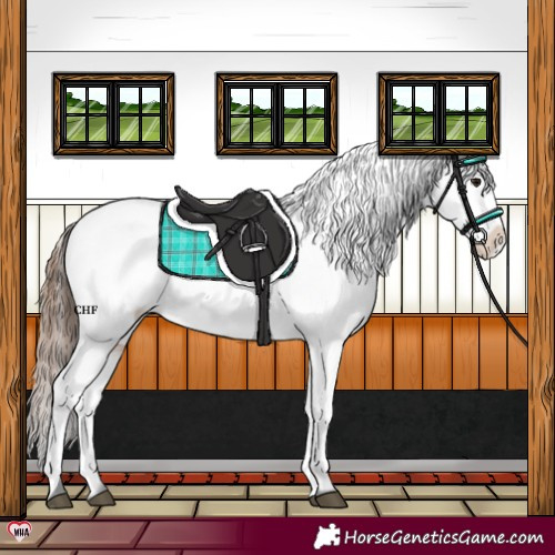Horse Color:Brown Appaloosa 